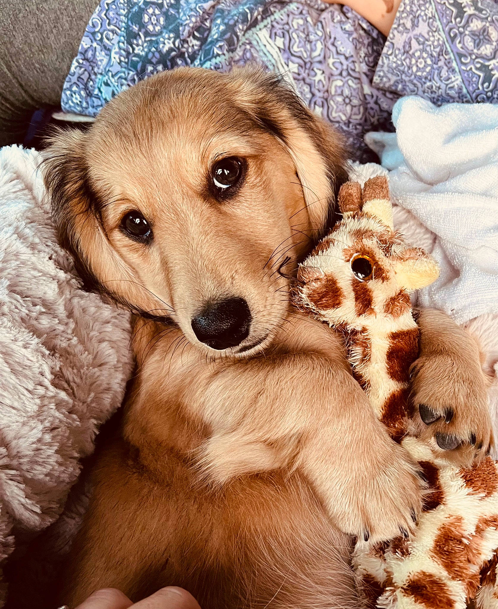 Haru is registered to the contest to win money with this photo: canidae, carnivore, comfort, companion_dog, dog, dog_breed, dog_supply, fawn, fur, happy, pattern, paw, puppy_love, retriever, smile, snout, sporting_group, textile, whiskers, working_animal