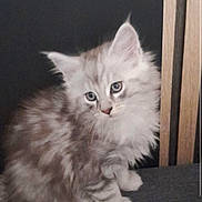 Stitch a rejoint le concours — aidez-le/la à gagner de superbes lots ! kitten, cat, fluffy, gray, white, fur, sitting, curious, blue_eyes, pet, animal, indoor, closeup, young, small, cute, whiskers, paw, feline, domestic