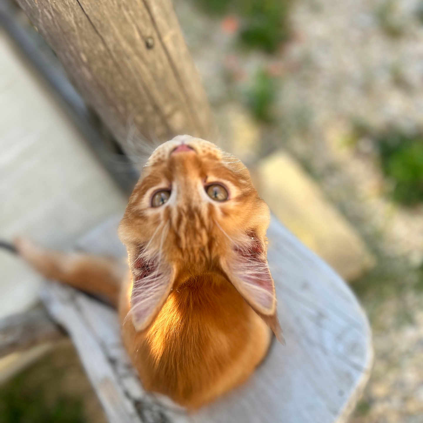 Aïko participe au concours pour gagner de l'argent avec cette photo : animal, blurred_background, cat, close_up, curious, ears, feline, ginger_cat, looking_up, nature, orange_fur, outdoor, pet, portrait, sunlight, texture, whiskers, wood, wooden_surface, young_cat