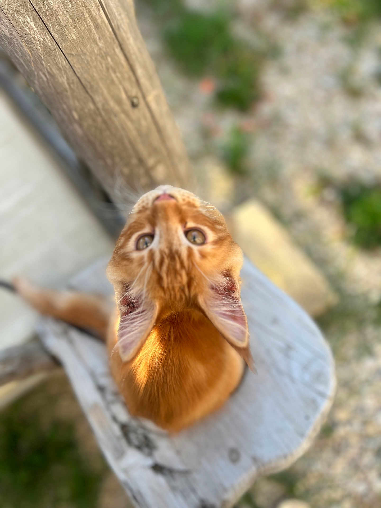 Aïko