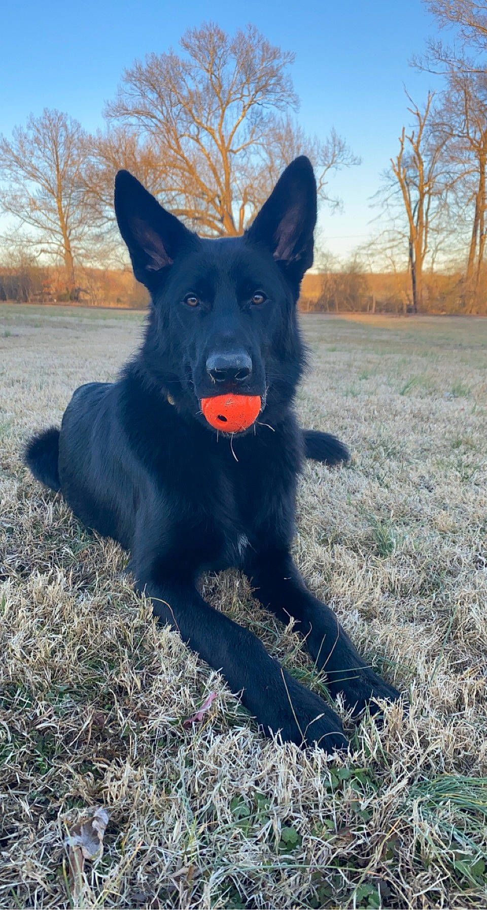 Max is registered to the contest to win money with this photo: black_norwegian_elkhound, canidae, canis, carnivore, companion_dog, dog, dog_breed, electric_blue, grass, groenendael, herding_dog, plant, schipperke, sky, snout, sporting_group, tail, tree, working_animal, working_dog