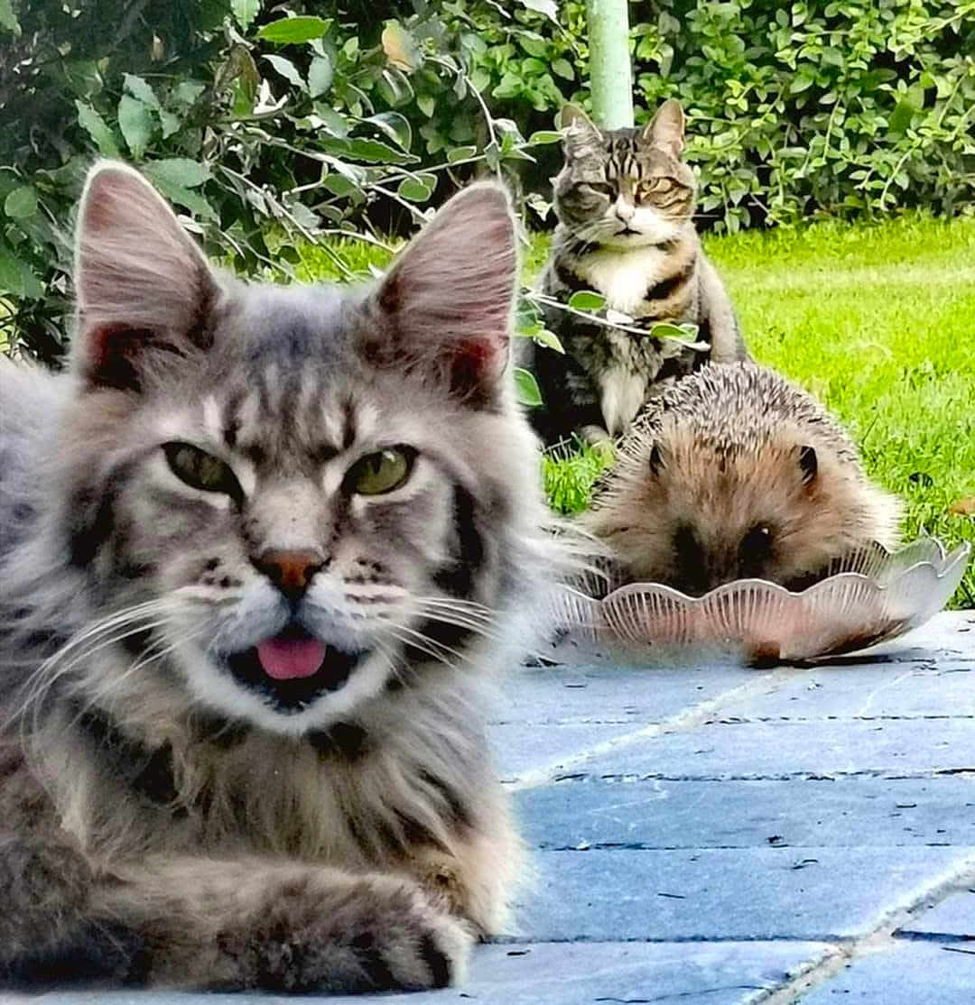 Milky a rejoint le concours — aidez-le/la à gagner de superbes lots ! cat, hedgehog, outdoor, grass, garden, animal, pet, fur, whiskers, tongue, close_up, nature, wildlife, leaf, greenery, mammal, cute, curious, stone_path, relaxing