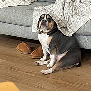 Valentino is registered to the contest to win money with this photo: dog, blanket, couch, slippers, floor, indoor, pet, brown, gray, knitted, sitting, cozy, animal, furniture, relaxed, domestic, cute, house, home, resting