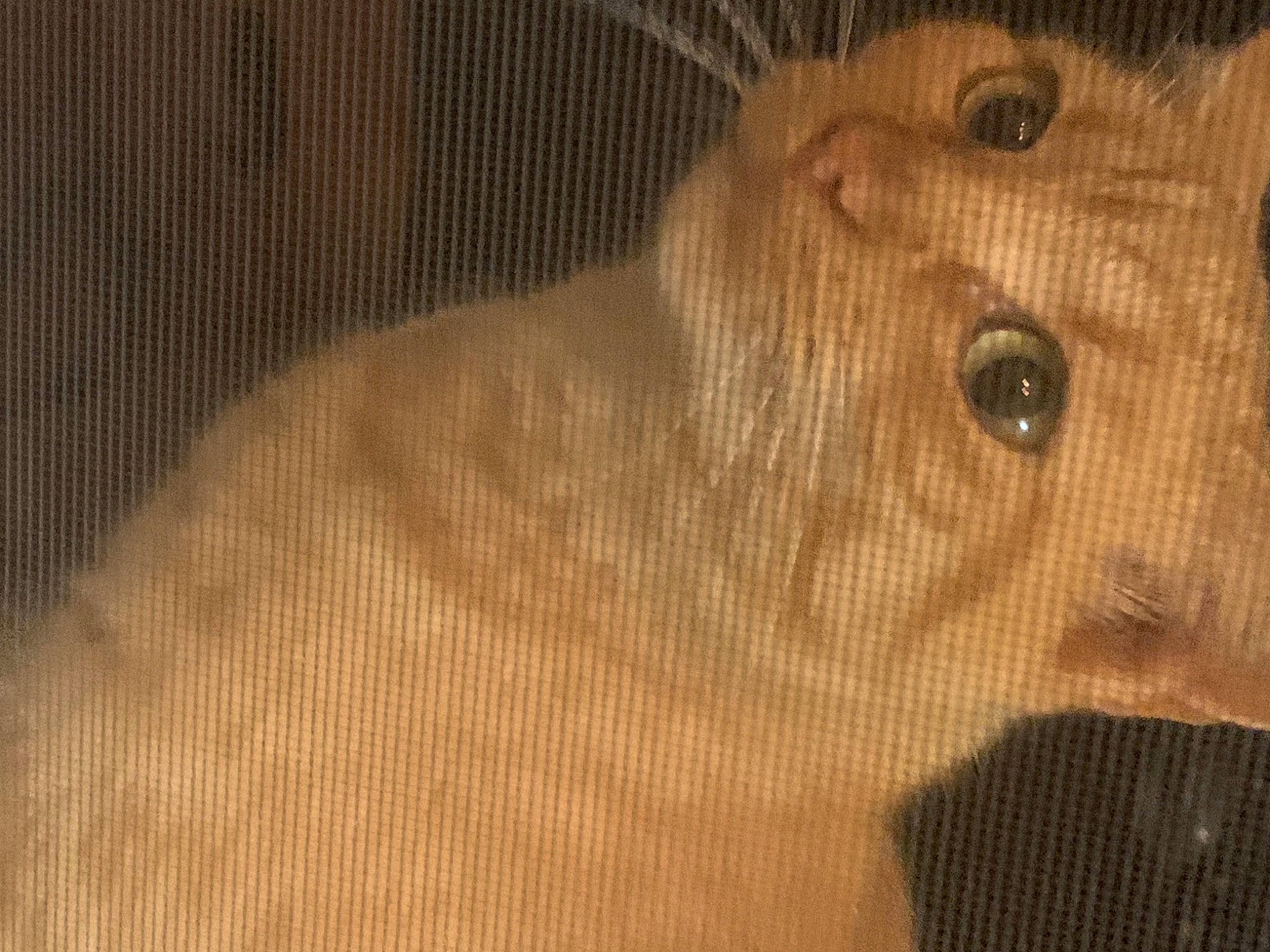 Cooky joined the competition — help win amazing prizes! beige, fawn, iris, mesh, skin, snout, whiskers