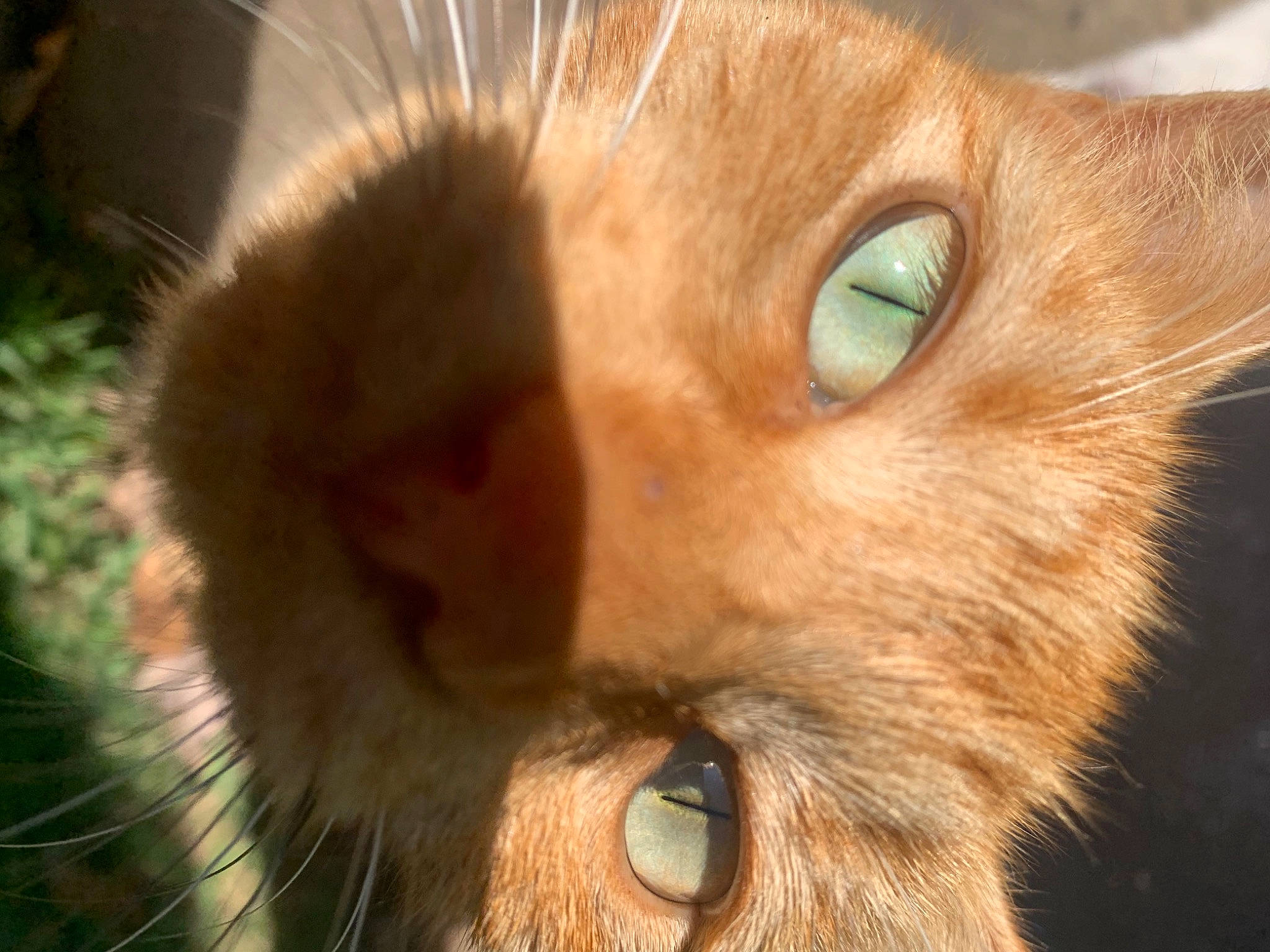 Cooky is registered to the contest to win money with this photo: carnivore, cat, close_up, domestic_short_haired_cat, fawn, felidae, fur, iris, liver, orange, organism, peach, photography, small_to_medium_sized_cats, snout, terrestrial_animal, vertebrate, whiskers