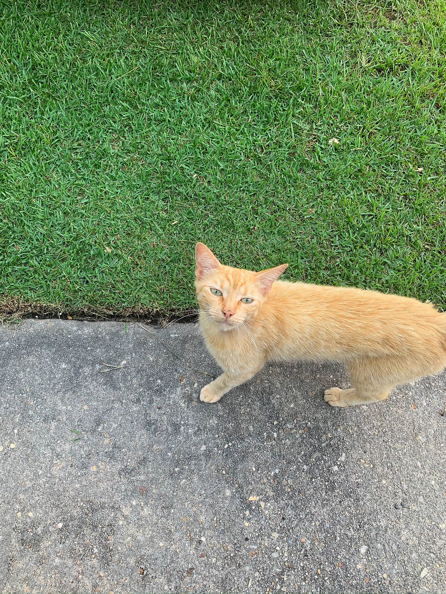 Cooky joined the competition — help win amazing prizes! carnivore, cat, fawn, felidae, field, fur, grass, grass_family, groundcover, lawn, small_to_medium_sized_cats, tail, vertebrate, whiskers