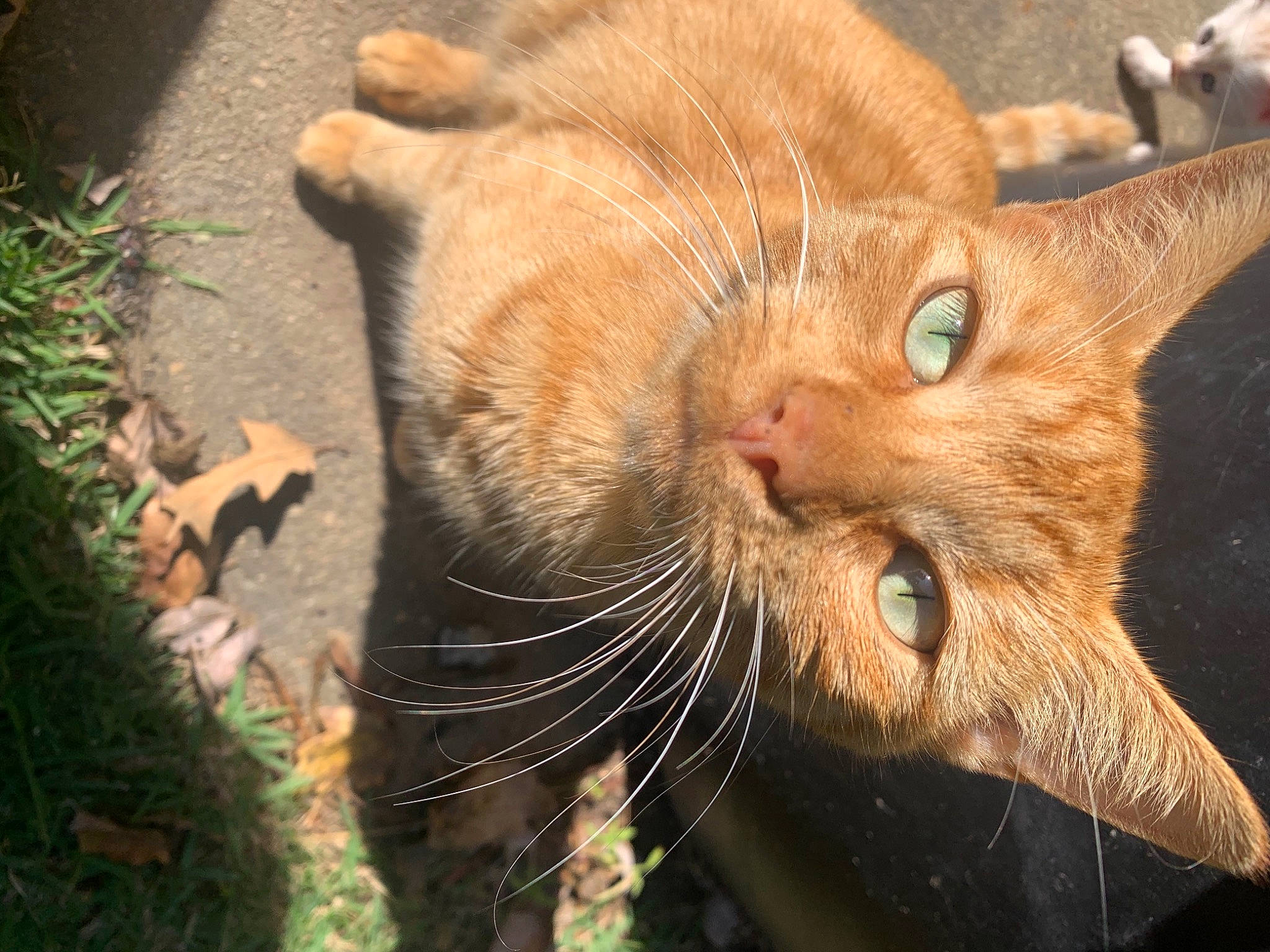 Cooky is registered to the contest to win money with this photo: brown, carnivore, cat, close_up, domestic_short_haired_cat, facial_expression, fawn, felidae, fur, iris, liver, organism, skin, small_to_medium_sized_cats, snout, terrestrial_animal, tongue, vertebrate, whiskers