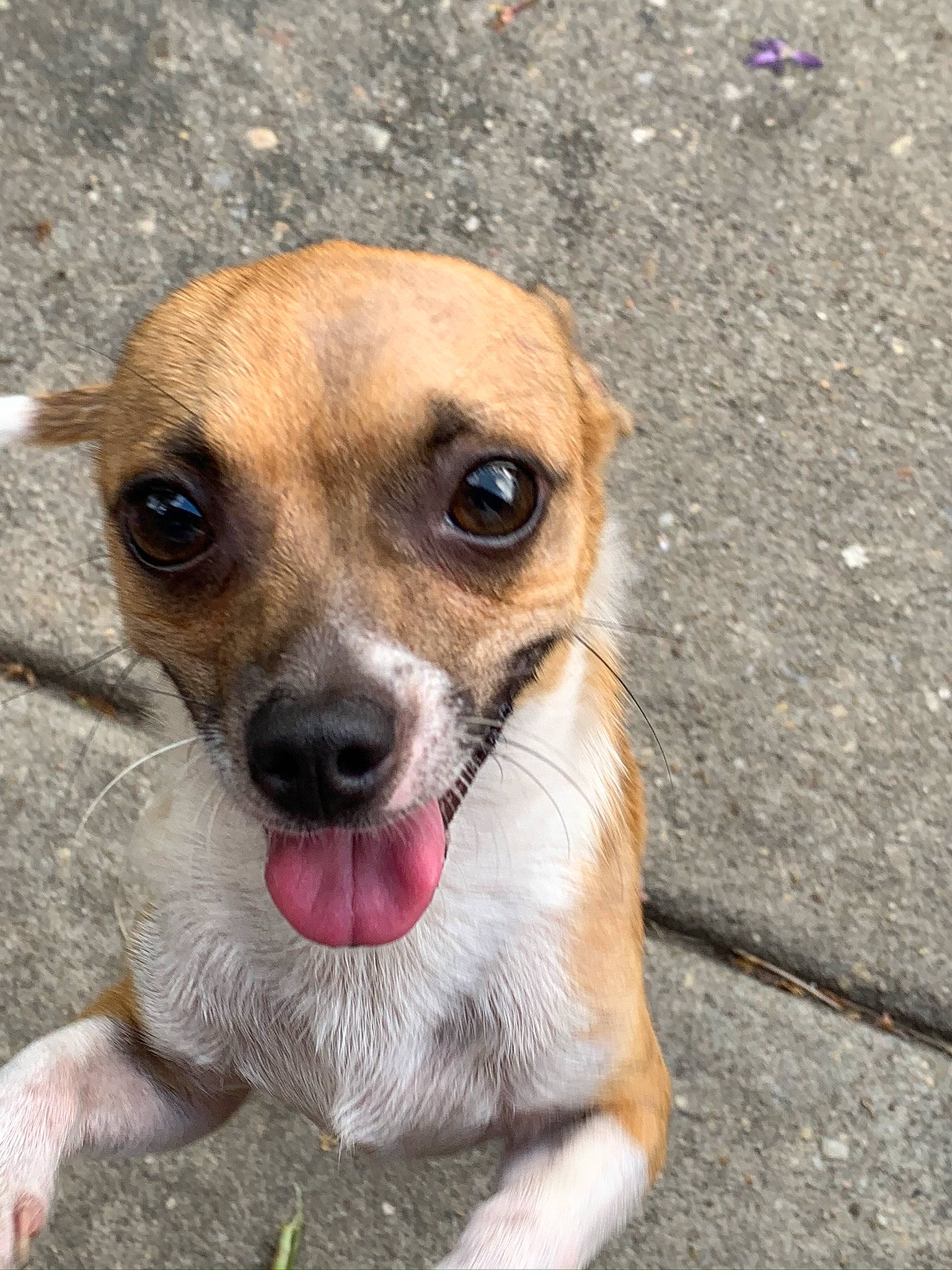 Shooky is registered to the contest to win money with this photo: beige, canidae, carnivore, companion_dog, concrete, dog, dog_breed, dog_supply, fawn, paw, pet_supply, puppy, snout, sporting_group, tongue, toy_dog, whiskers, working_animal, working_dog