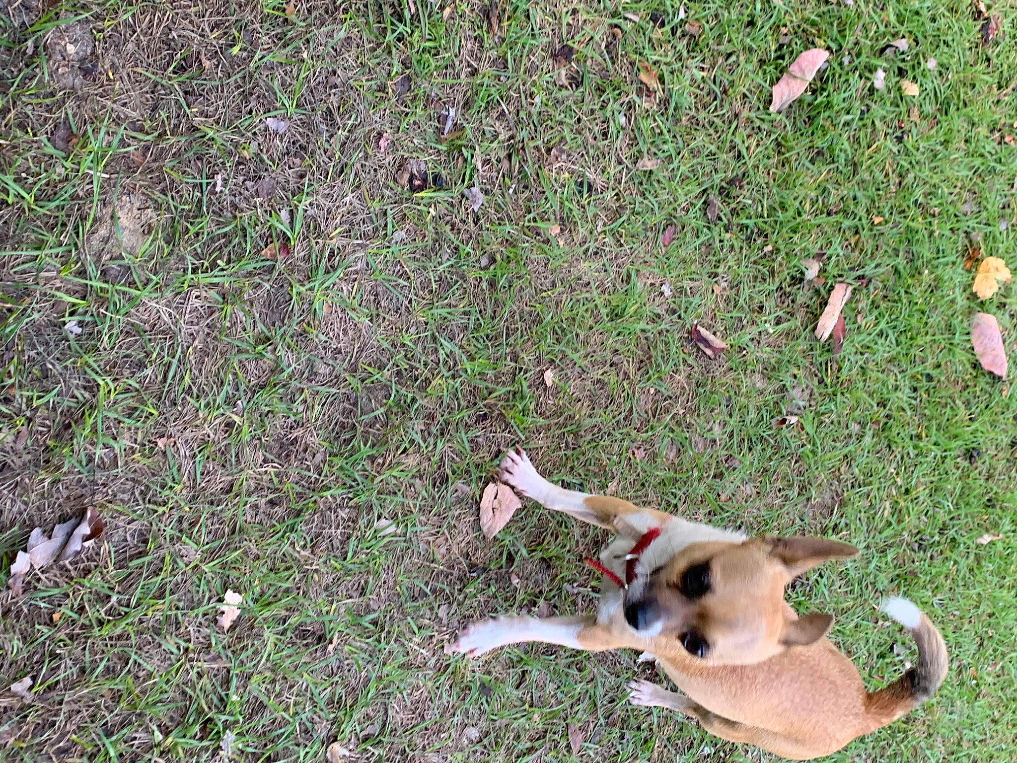 Shooky joined the competition — help win amazing prizes! canidae, carnivore, collar, companion_dog, dog, dog_breed, fawn, grass, groundcover, lawn, paw, sporting_group, tail, working_animal