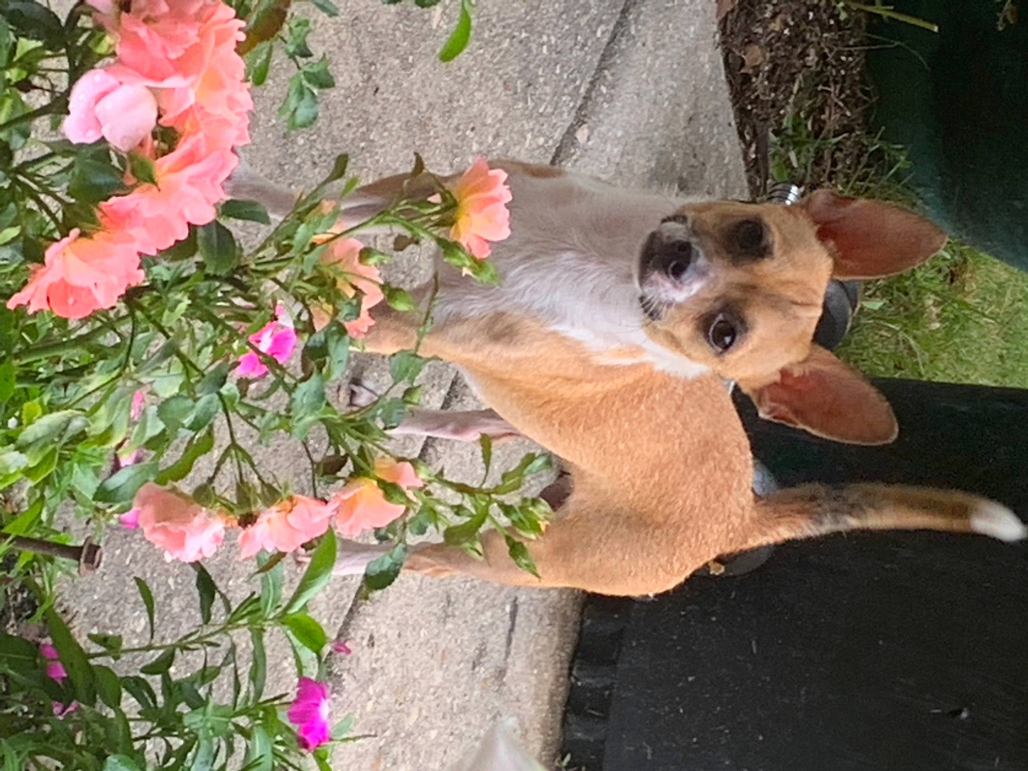 Shooky joined the competition — help win amazing prizes! annual_plant, canidae, carnivore, companion_dog, dog, dog_breed, dog_supply, fawn, floral_design, flower, petal, puppy, rose, rose_family, rose_order, small_terrier, snout, sporting_group, toy_dog, working_animal