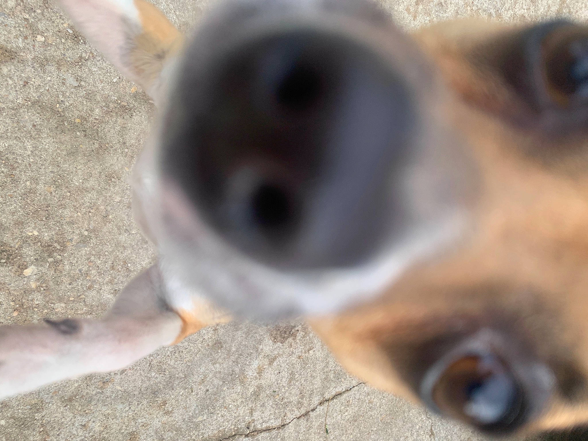 Shooky joined the competition — help win amazing prizes! canidae, carnivore, close_up, companion_dog, dog, dog_breed, dog_supply, fawn, iris, pet_supply, puppy, snout, sporting_group, vertebrate, whiskers, working_animal, working_dog