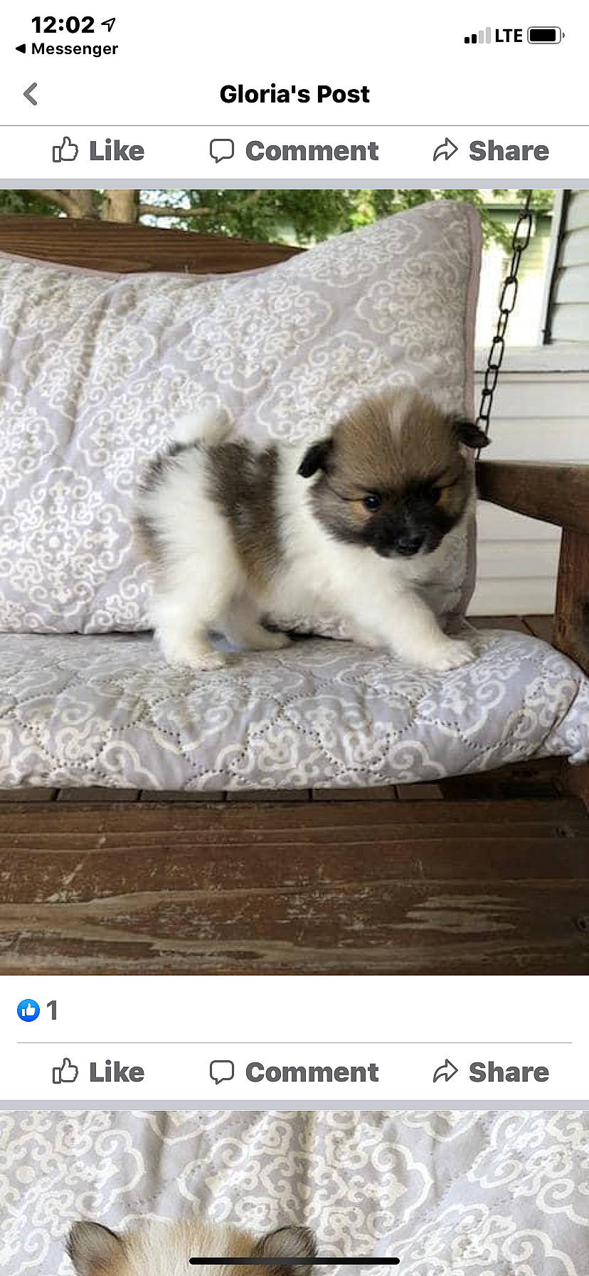 Lily joined the competition — help win amazing prizes! balinese, birman, canidae, carnivore, cat, companion_dog, dog, dog_breed, fawn, felidae, himalayan, kitten, mammal, photo_caption, puppy, ragdoll, small_to_medium_sized_cats, thai, whiskers