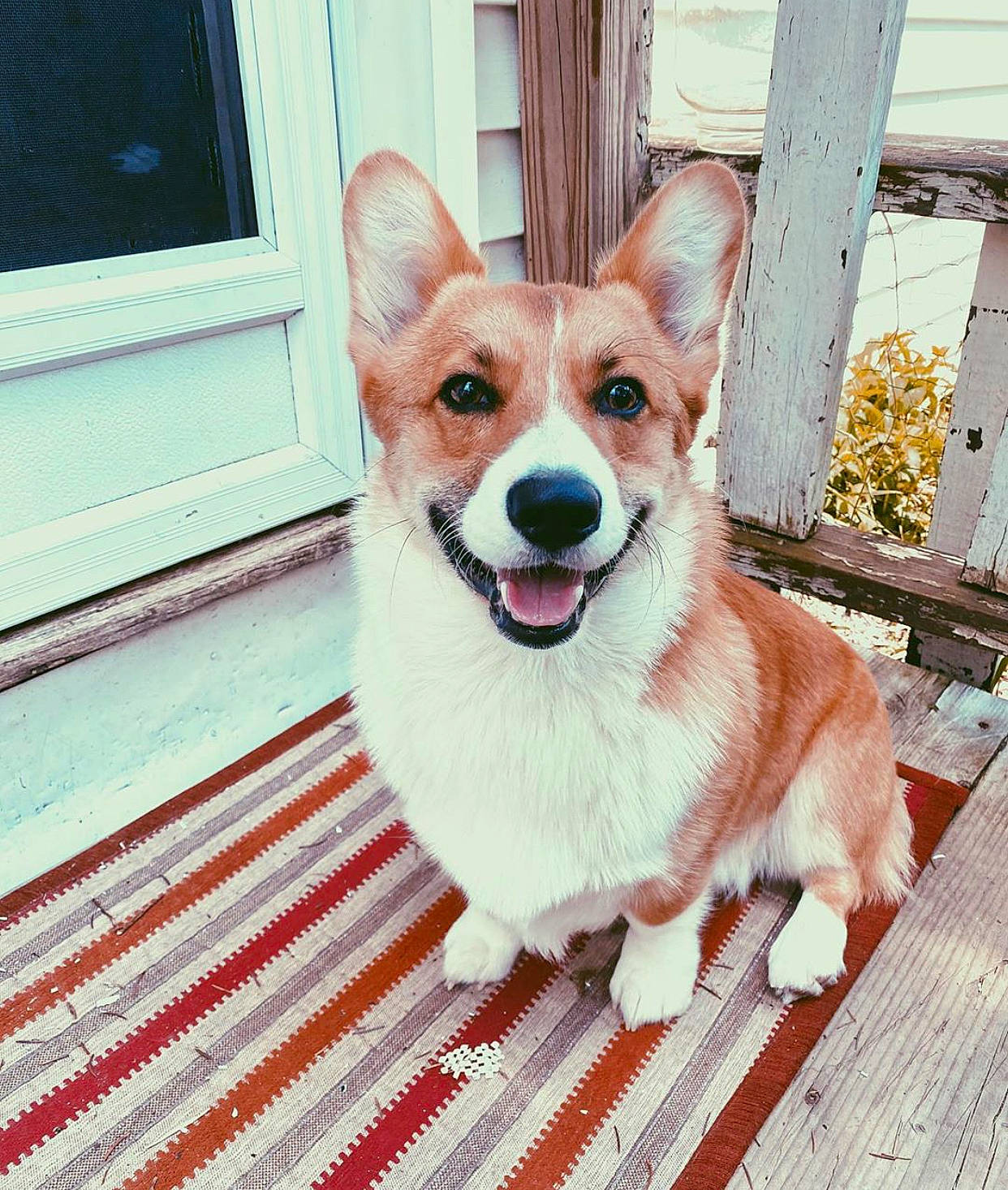 Ronnie James Dio is registered to the contest to win money with this photo: ancient_dog_breeds, canidae, cardigan_welsh_corgi, carnivore, companion_dog, corgi_chihuahua, dog, dog_breed, fawn, herding_dog, mammal, pembroke_welsh_corgi, snout, vertebrate, welsh_corgi, whiskers