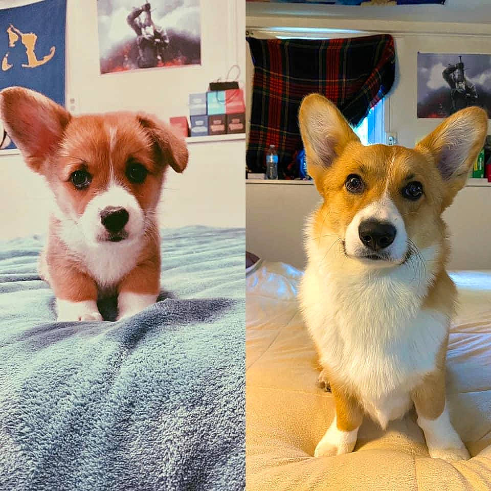 Ronnie James Dio is registered to the contest to win money with this photo: ancient_dog_breeds, canidae, cardigan_welsh_corgi, carnivore, companion_dog, corgi_chihuahua, dog, dog_breed, ear, fawn, mammal, pembroke_welsh_corgi, photo_caption, puppy, rare_breed_dog, snout, vertebrate, welsh_corgi