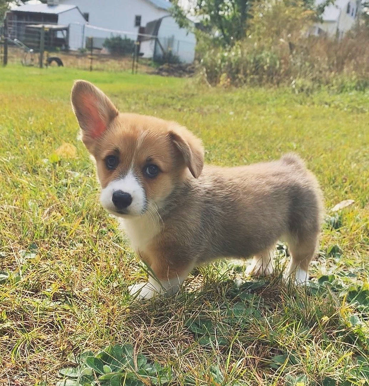 Ronnie James Dio is registered to the contest to win money with this photo: canidae, cardigan_welsh_corgi, carnivore, companion_dog, corgi_chihuahua, dog, dog_breed, fawn, herding_dog, mammal, pembroke_welsh_corgi, puppy, rare_breed_dog, vertebrate, welsh_corgi