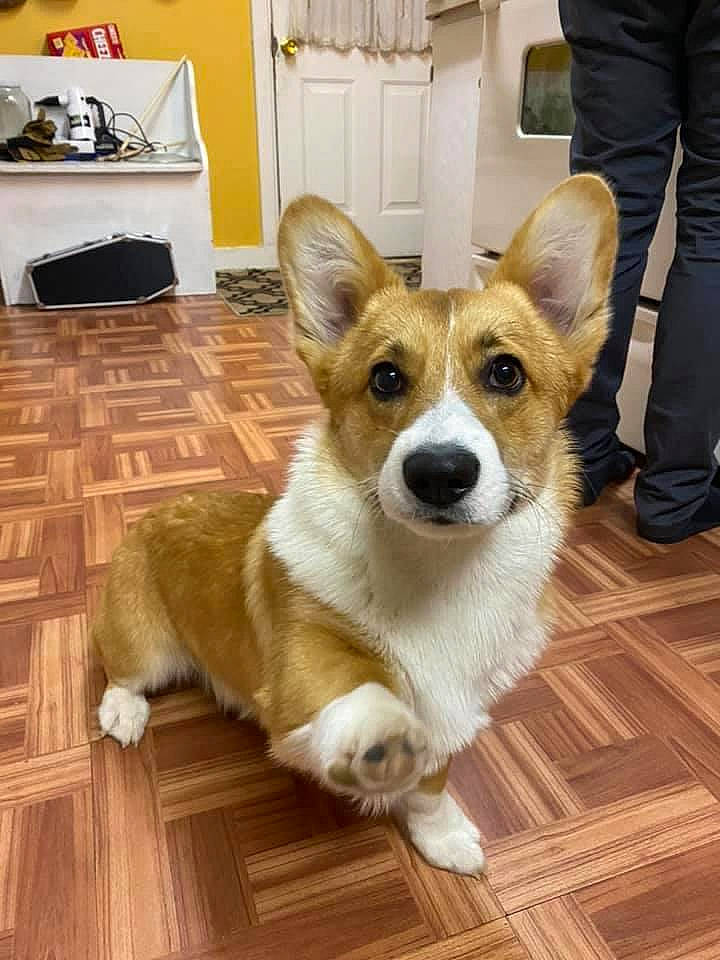 Ronnie James Dio joined the competition — help win amazing prizes! ancient_dog_breeds, canidae, cardigan_welsh_corgi, carnivore, companion_dog, corgi_chihuahua, dog, dog_breed, fawn, herding_dog, mammal, norrbottenspets, norwegian_lundehund, pembroke_welsh_corgi, rare_breed_dog, snout, vertebrate, welsh_corgi, whiskers