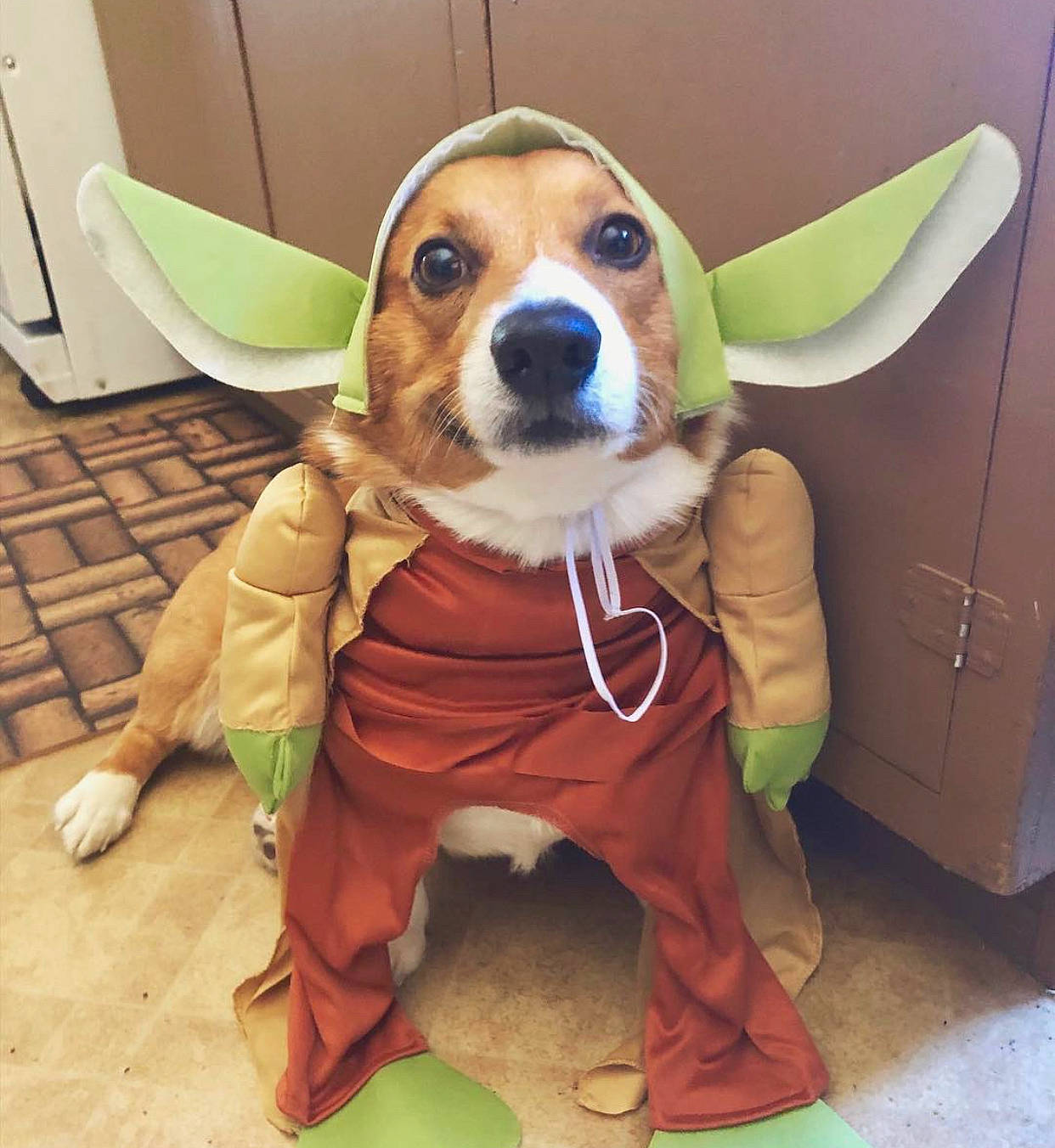 Fonzarelli joined the competition — help win amazing prizes! basset_hound, beagle, canidae, carnivore, companion_dog, costume, dog, dog_breed, dog_clothes, ear, fawn, fictional_character, hound, outerwear, photo_caption, puppy, puppy_love, snout, yoda