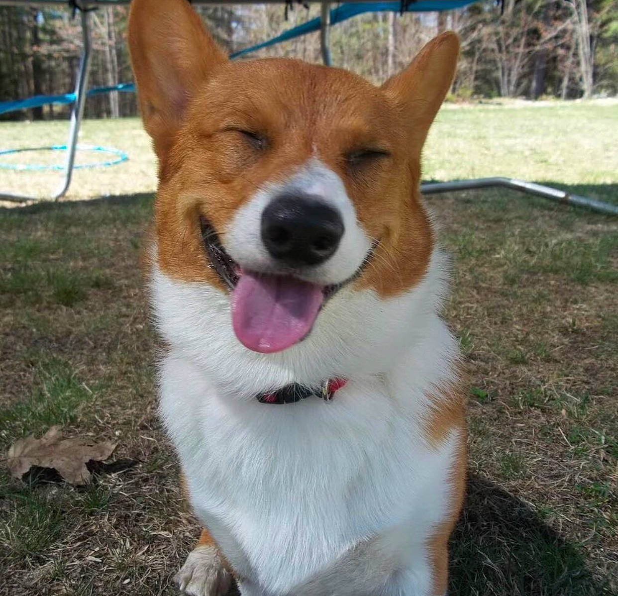 Fonzarelli is registered to the contest to win money with this photo: ancient_dog_breeds, canidae, cardigan_welsh_corgi, carnivore, companion_dog, corgi_chihuahua, dog, dog_breed, fawn, mammal, norrbottenspets, pembroke_welsh_corgi, snout, vertebrate, welsh_corgi