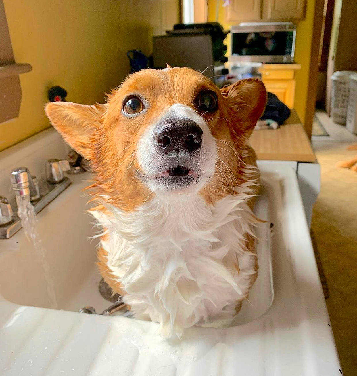 Fonzarelli is registered to the contest to win money with this photo: canidae, cardigan_welsh_corgi, carnivore, companion_dog, dog, dog_breed, ear, fur, glasses, mammal, nose, pembroke_welsh_corgi, puppy, rare_breed_dog, russell_terrier, snout, sporting_group, welsh_corgi, whiskers
