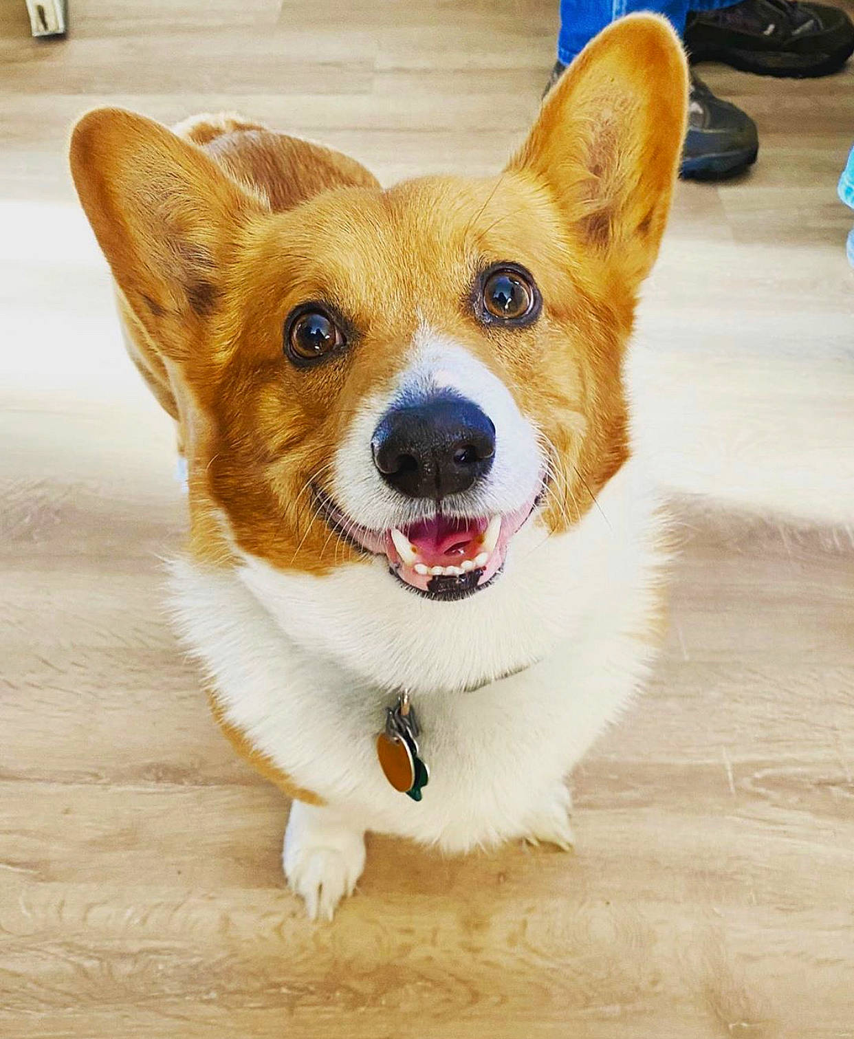 Fonzarelli is registered to the contest to win money with this photo: ancient_dog_breeds, canidae, cardigan_welsh_corgi, carnivore, companion_dog, corgi_chihuahua, dog, dog_breed, ear, fawn, mammal, pembroke_welsh_corgi, snout, vertebrate, welsh_corgi