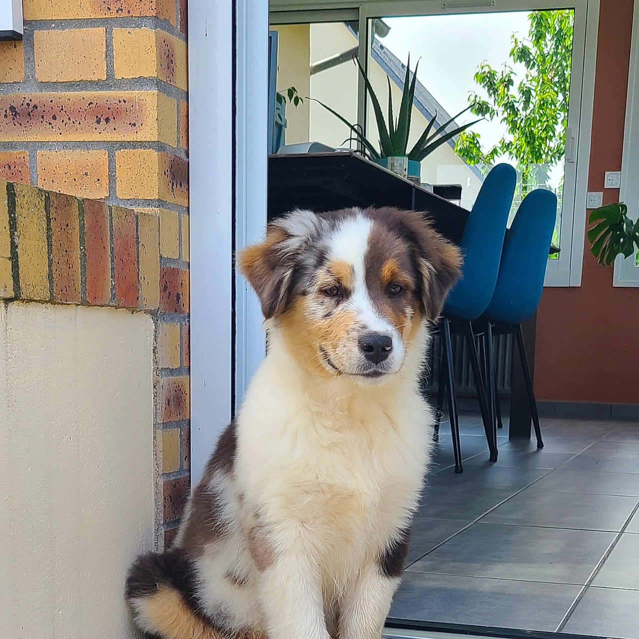 Bingo participe au concours pour gagner de l'argent avec cette photo : puppy, dog, animal, pet, doorway, brick_wall, floor_tiles, indoor, outdoor, plant, window, chair, furniture, blue_chair, young_dog, cute, fluffy, sitting, calm, house