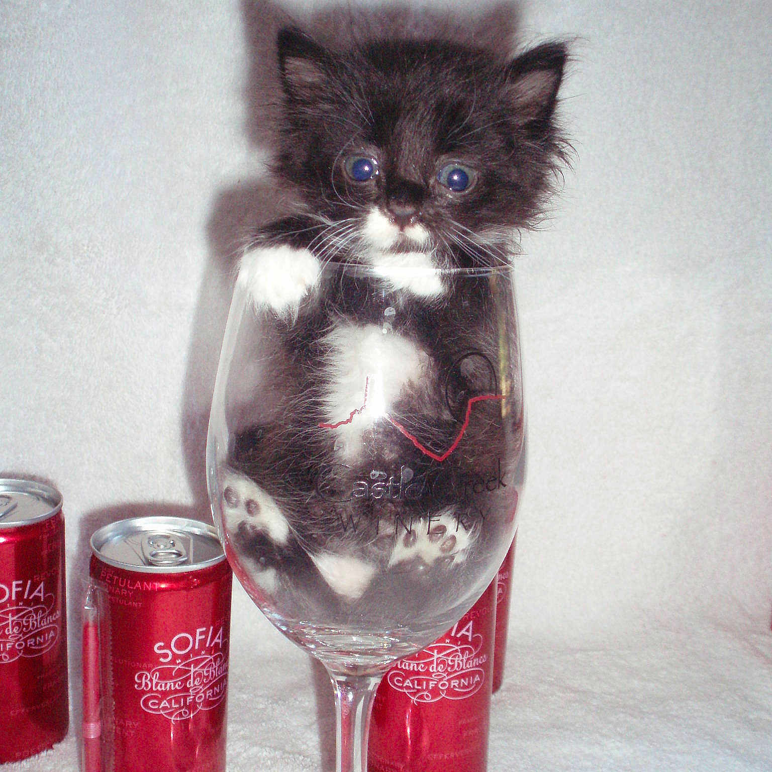 Sophia is registered to the contest to win money with this photo: