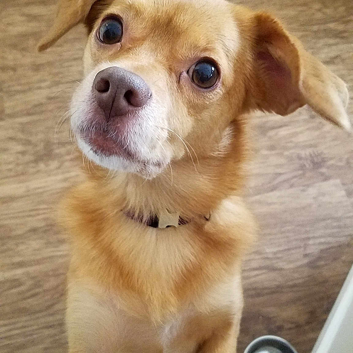 Arwen is registered to the contest to win money with this photo: beagador, canidae, carnivore, companion_dog, dog, dog_breed, ear, eye, fawn, labrador_retriever, mammal, nose, puppy, puppy_love, rare_breed_dog, skin, small_greek_domestic_dog, snout, sporting_group, whiskers