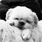 Kevin joined the competition — help win amazing prizes! dog, sleeping, blanket, cozy, fur, paw, close_up, black_and_white, nap, pet, cute, soft, rest, comfort, animal, indoors, peaceful, fur_texture, relaxation, portrait
