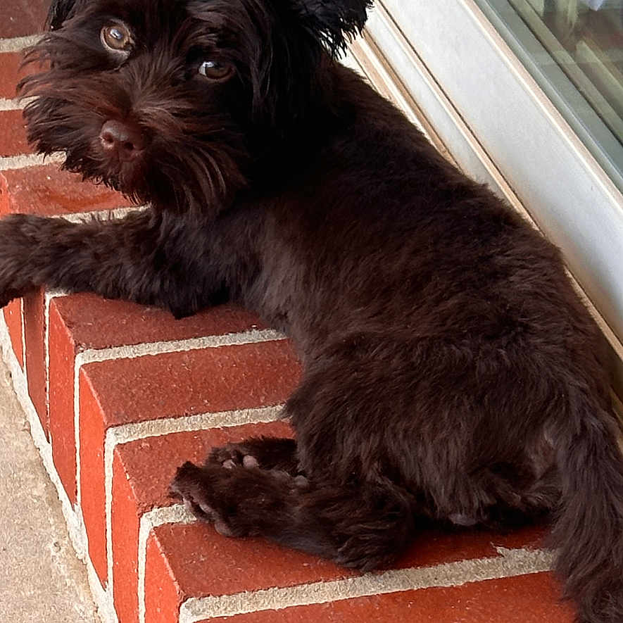 Colby joined the competition — help win amazing prizes! affenpinscher, animal, brick, canine, cat, dog, flagstone, path, pet, poodle, puppy, sidewalk, terrier, walkway
