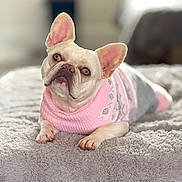 Chanel joined the competition — help win amazing prizes! french_bulldog, dog, pet, animal, sweater, pink, gray, blanket, cute, lying_down, ears, fur, indoor, cozy, portrait, looking_up, small_dog, domestic_animal, companion, soft_texture