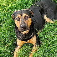 Milo is registered to the contest to win money with this photo: dog, black_and_tan, grass, outdoor, pet, animal, lying_down, nature, canine, fur, portrait, looking_at_camera, ears, eyes, snout, paws, relaxed, summer, greenery, companion