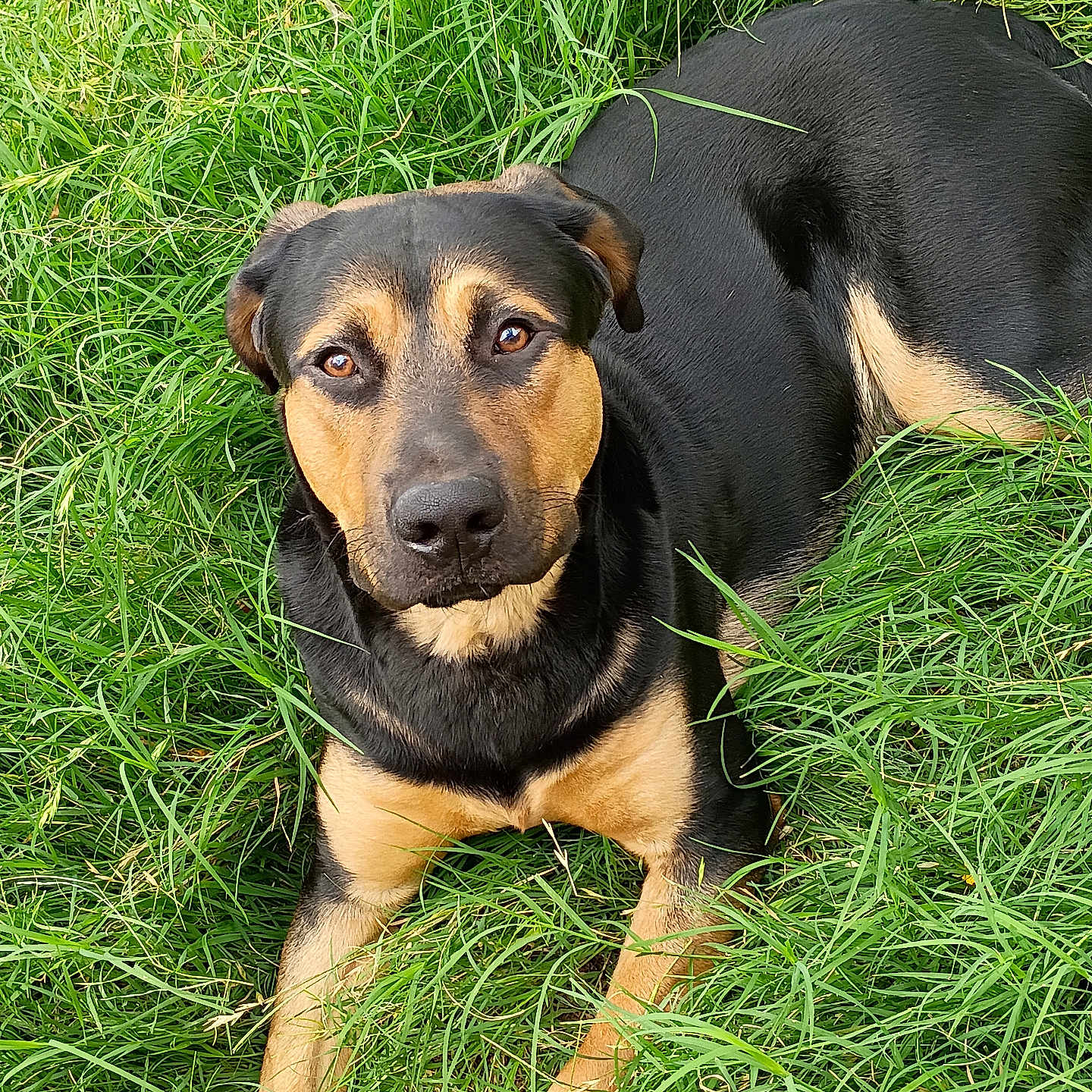 Milo is registered to the contest to win money with this photo: dog, black_and_tan, grass, outdoor, pet, animal, lying_down, nature, canine, fur, portrait, looking_at_camera, ears, eyes, snout, paws, relaxed, summer, greenery, companion