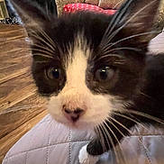 Hank joined the competition — help win amazing prizes! cat, kitten, close_up, whiskers, nose, paw, eyes, indoor, living_room, couch, armchair, blanket, quilt, furniture, pet, domestic_animal, black_and_white_fur, curious, portrait, fur_texture