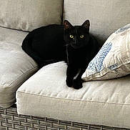 Louie joined the competition — help win amazing prizes! black_cat, cat, pet, sofa, couch, pillow, cushion, wicker_base, indoor, feline, green_eyes, lounging, resting, fur, whiskers, home_interior, upholstery, living_room, portrait, relaxed