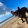 Gaia a rejoint le concours — aidez-le/la à gagner de superbes lots ! animal, beach, bulldog, canine, cloud, coast, dog, frenchbulldog, landscape, nature, outdoors, pet, puppy, rock, sea, shoreline, sky, soil, summer, water