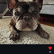 Gaia participe au concours pour gagner de l'argent avec cette photo : animal, canine, carpet, close_up, couch, curious, dog, ears, face, french_bulldog, fur, furniture, home, indoor, looking, paws, pet, relaxed, snout, table_leg