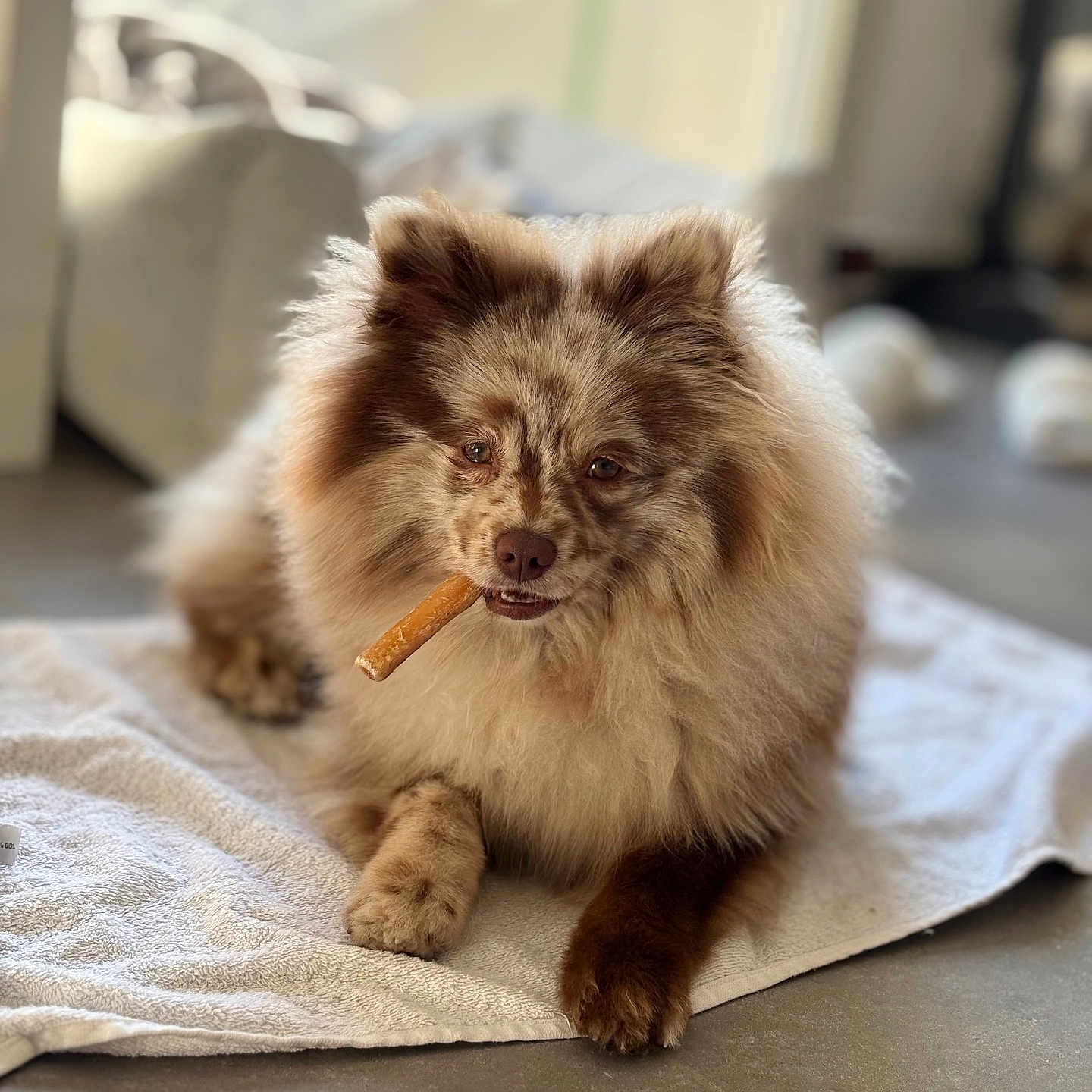 Romeo participe au concours pour gagner de l'argent avec cette photo : animal, blanket, canine, cat, cockerspaniel, dog, eskimodog, face, head, kitten, manx, person, pet, photography, portrait, puppy, smoke, smoking, towel, wood