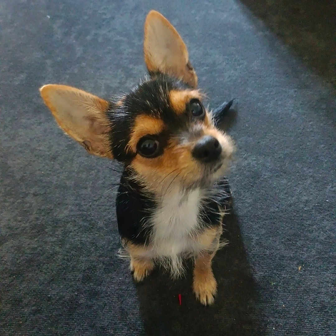 Naya participe au concours pour gagner de l'argent avec cette photo : adorable, animal, black_and_tan, canine, carpet, companion, cute, dog, domestic_animal, ears, floor, fur, household, indoor, looking_up, pet, portrait, puppy, small_dog, young_dog