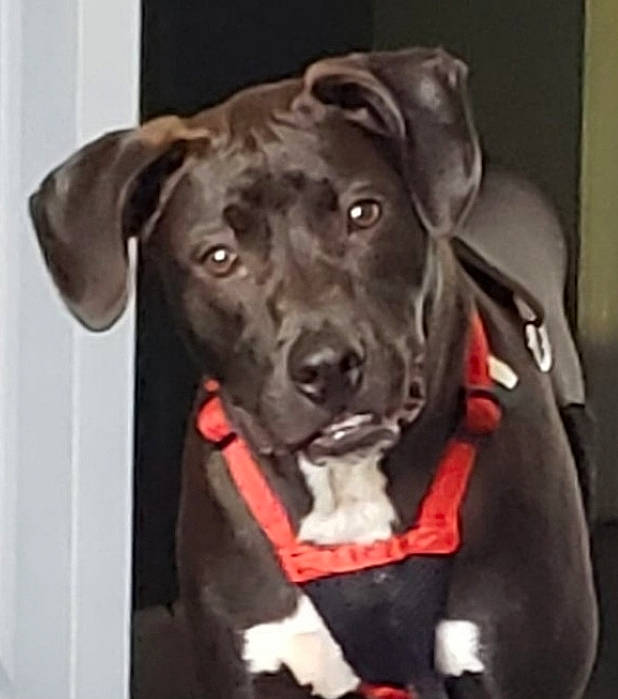 Emmett joined the competition — help win amazing prizes! american_pit_bull_terrier, american_staffordshire_terrier, bandog, canidae, carnivore, companion_dog, dog, dog_breed, fawn, great_dane, labrador_retriever, mammal, mountain_cur, non_sporting_group, nose, pit_bull, puppy, snout, sporting_group, vertebrate