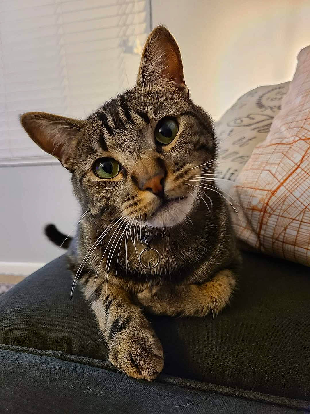 Callisto joined the competition — help win amazing prizes! carnivore, cat, claw, comfort, domestic_short_haired_cat, door, felidae, fur, paw, sitting, small_to_medium_sized_cats, snout, terrestrial_animal, whiskers, wildlife, window