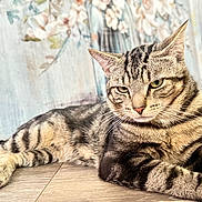Marble is registered to the contest to win money with this photo: cat, tabby, striped, feline, pet, animal, indoor, floor, wooden_floor, relaxed, resting, closeup, portrait, whiskers, ears, eyes, background, floral, soft_light, domestic