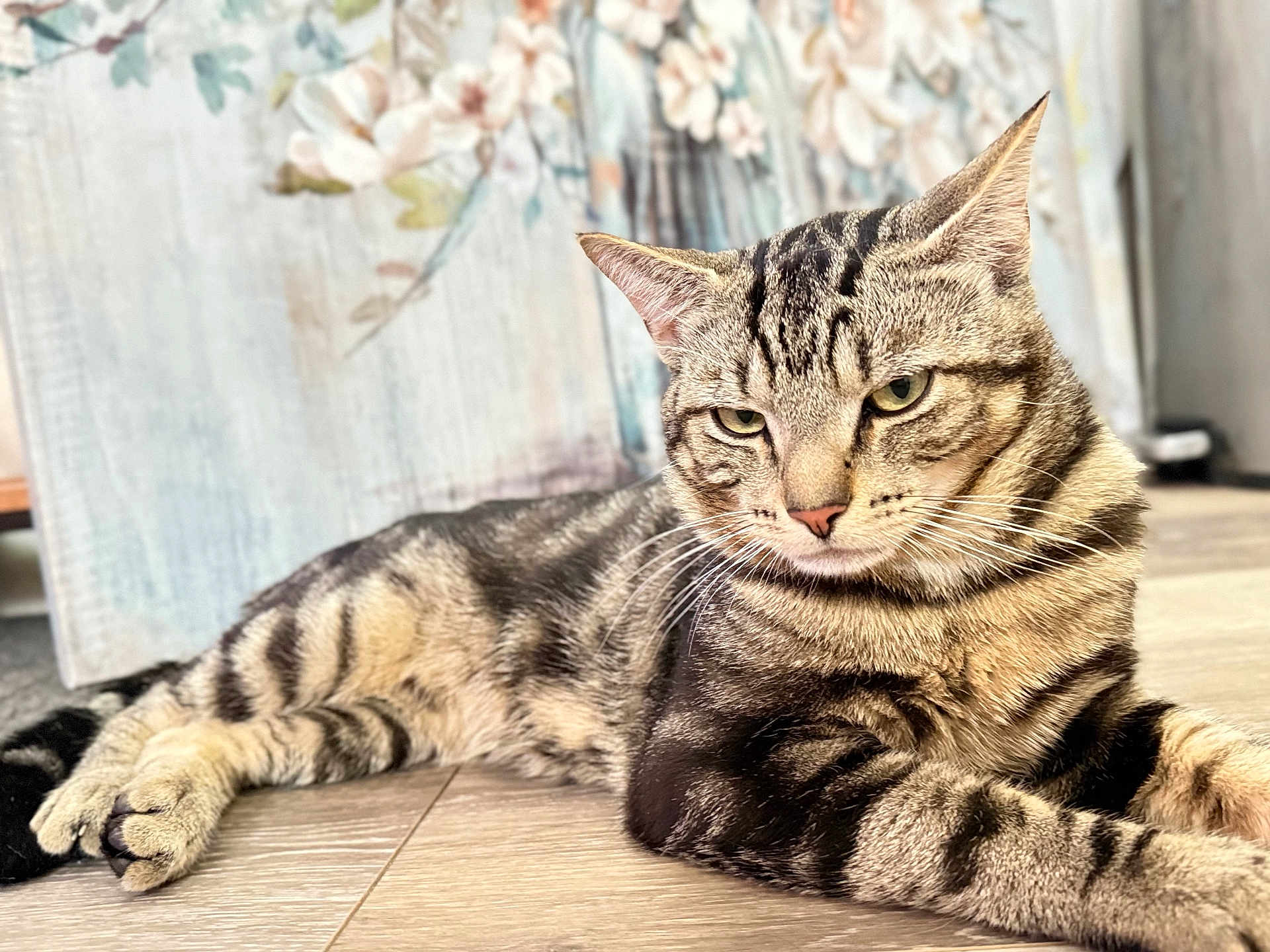 Marble is registered to the contest to win money with this photo: cat, tabby, striped, feline, pet, animal, indoor, floor, wooden_floor, relaxed, resting, closeup, portrait, whiskers, ears, eyes, background, floral, soft_light, domestic
