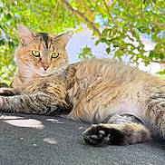 Foxy is registered to the contest to win money with this photo: cat, feline, animal, pet, outdoor, nature, greenery, leaves, sunlight, shadow, relaxing, resting, fur, whiskers, paws, closeup, portrait, daylight, calm, content
