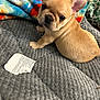 puppy, dog, french_bulldog, pet, animal, cute, blanket, fleece, colorful, tie_dye, fur, ears, indoor, cozy, looking_back, small, adorable, texture, paper, soft