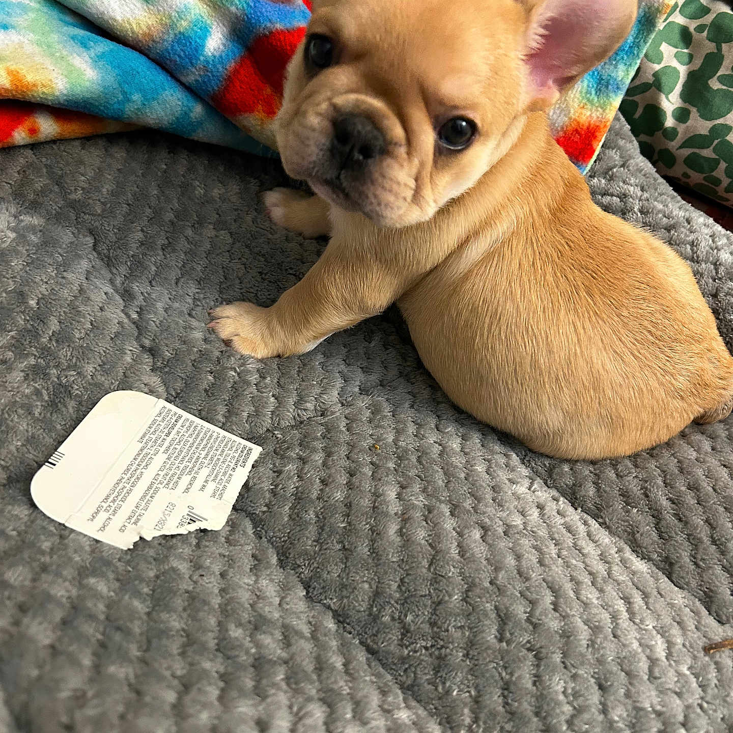 Pecan joined the competition — help win amazing prizes! adorable, animal, blanket, colorful, cozy, cute, dog, ears, fleece, french_bulldog, fur, indoor, looking_back, paper, pet, puppy, small, soft, texture, tie_dye