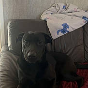 Darko participe au concours pour gagner de l'argent avec cette photo : dog, black_dog, couch, blanket, quilt, leather, indoor, pet, animal, resting, brown, fabric, wall, electrical_outlet, comfort, relaxing, home, furniture, canine, living_room