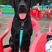 Diablo a rejoint le concours — aidez-le/la à gagner de superbes lots ! dog, black_labrador, leash, red_chair, plastic_chair, tongue_out, outdoor, people, woman, child, table, greenery, trees, fence, pavement, happy, pet, summer, relaxing, daytime