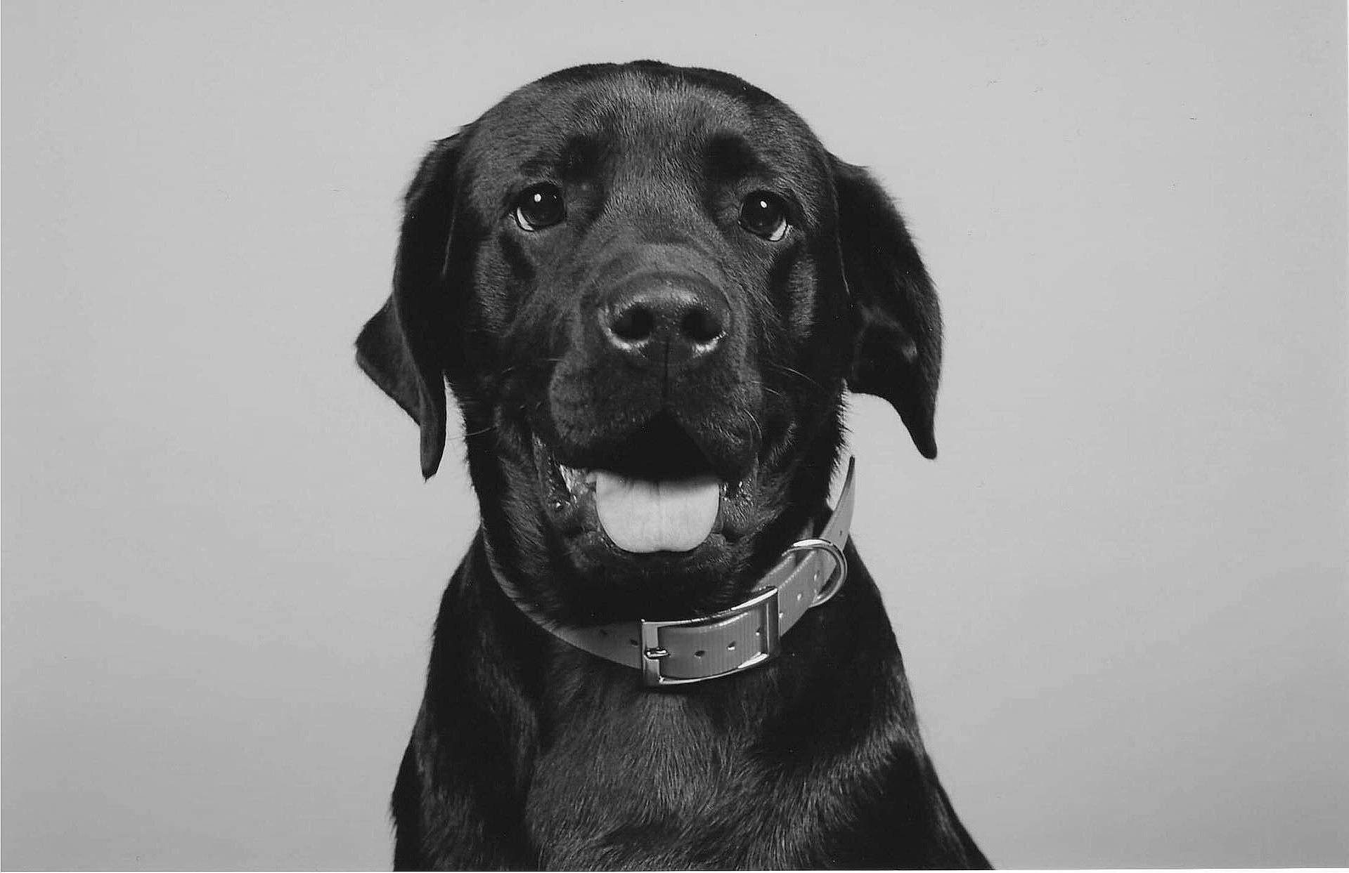 Diablo a rejoint le concours — aidez-le/la à gagner de superbes lots ! carnivore, collar, companion_dog, dog, dog_breed, dog_collar, fur, guard_dog, gun_dog, liver, monochrome, monochrome_photography, personal_protective_equipment, retriever, snout, sporting_group, vertebrate, whiskers, working_animal, working_dog