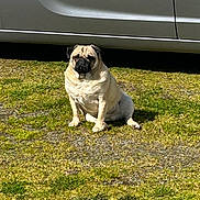 Chato joined the competition — help win amazing prizes! dog, pug, grass, outdoor, sunlight, car, vehicle, pet, animal, sitting, fur, mammal, canine, daytime, shadow, nature, guarding, cute, watchful, leisure