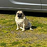 dog, pug, grass, outdoor, sunlight, car, vehicle, pet, animal, sitting, fur, mammal, canine, daytime, shadow, nature, guarding, cute, watchful, leisure